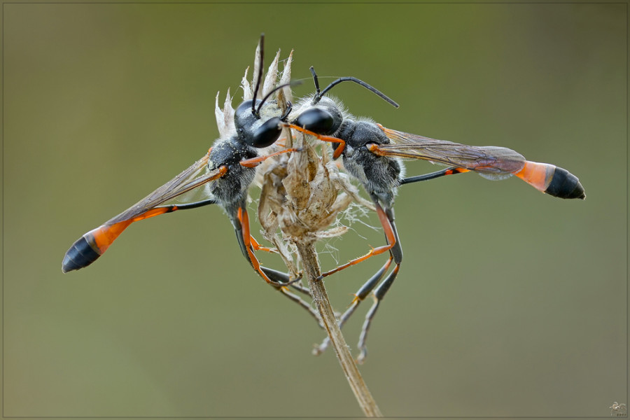Ammophila heydeni heydeni, Sphecidae